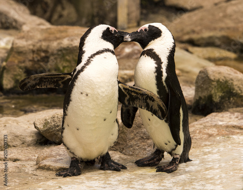 Magellanic penguin pair (Spheniscus magellanicus)