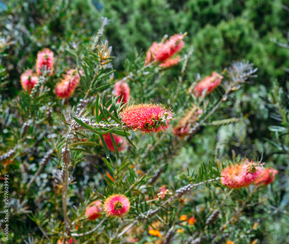 Melaleuca citrina, commonly known as common red, crimson or lemon bottlebrush, is a plant in the myrtle family