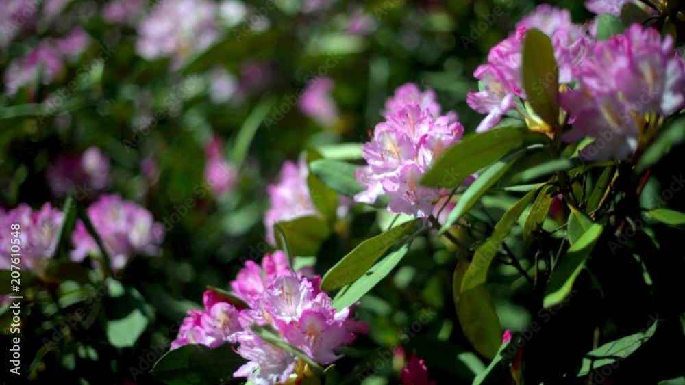 Violet rhododendron blooms against the background of green grass Violet rhododendron blooms against the background of green grass