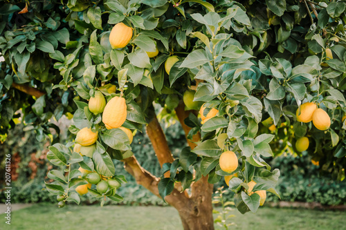 Close up of a backyard lemon tree full of healthy fruit