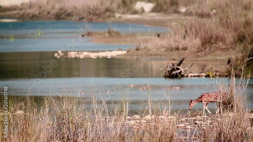 Spotted Deer in Bardia national park, Nepal - specie Axix axis family of Cervidae photo