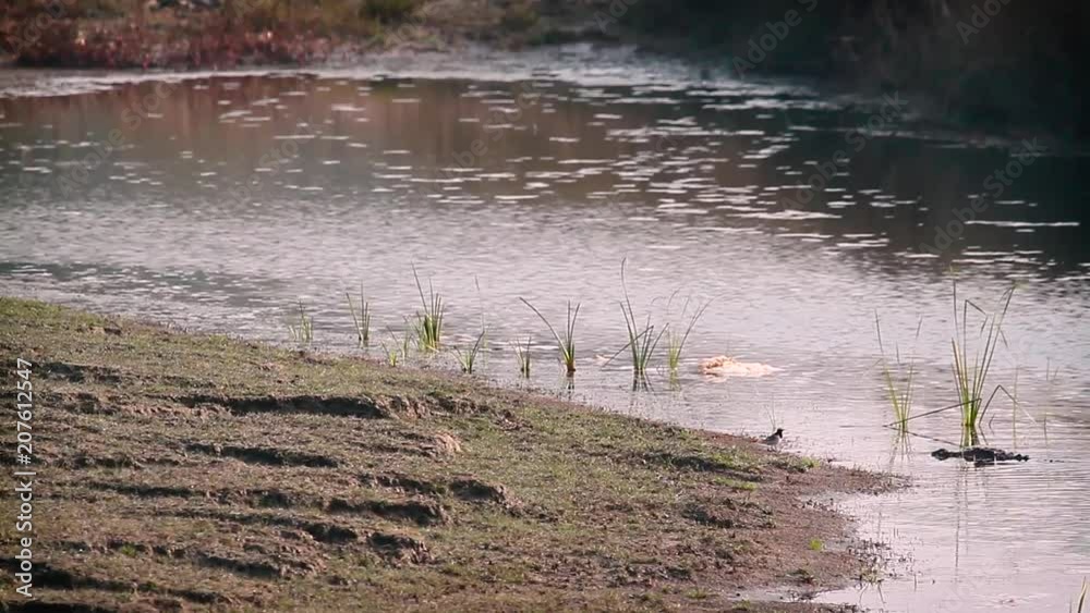 Mugger Crocodile in Bardia national park, Nepal - specie Crocodilus palustris family of Crocodylidae Mugger Crocodile in Bardia national park, Nepal - specie Crocodilus palustris family of Crocodylidae