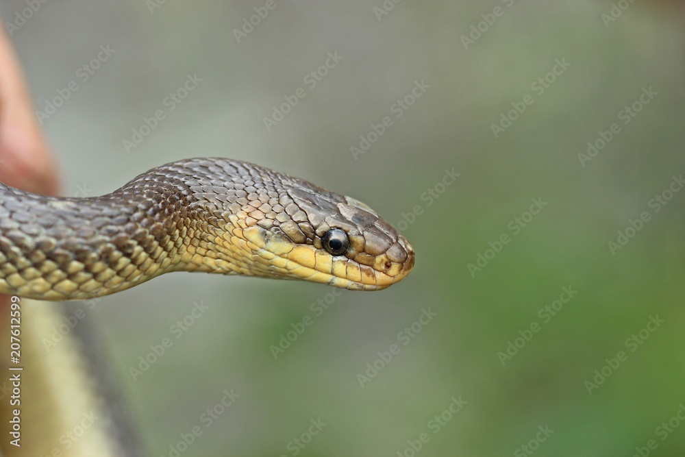 Äskulapnatter (Zamenis longissimus) in der Hand
Äskulapnatter (Zamenis longissimus) in der Hand