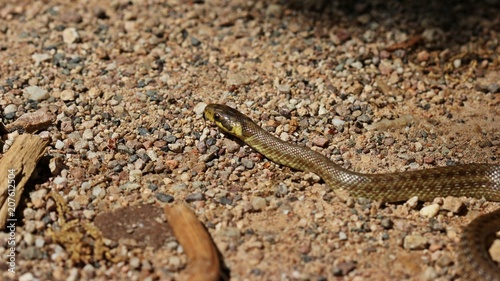 Junge Äskulapnatter (Zamenis longissimus)

