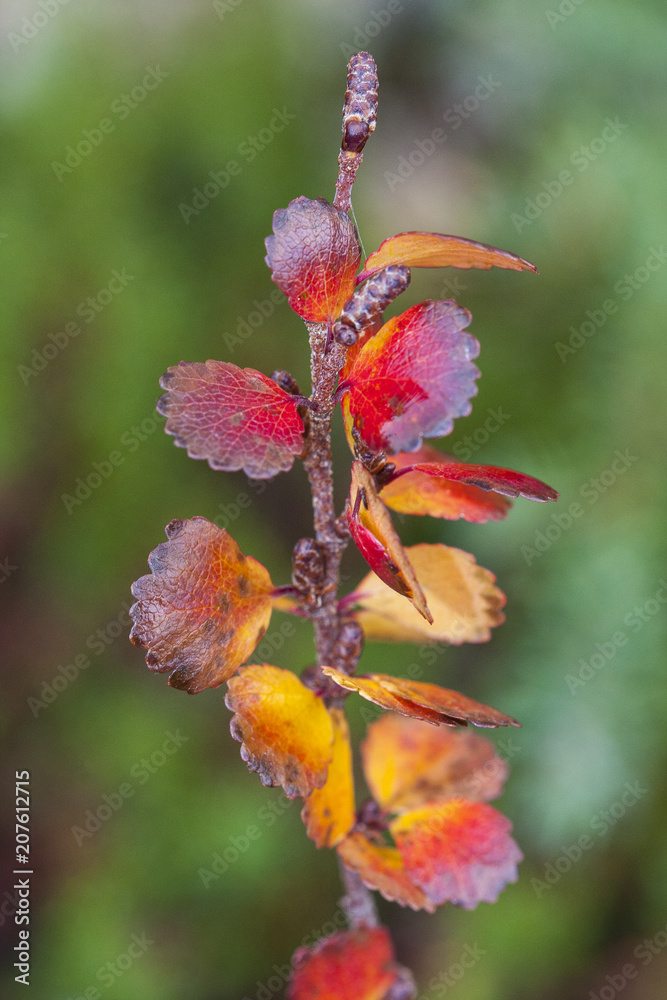 Betula nana, the dwarf birch, is a species of birch in the family Betulaceae, found mainly in the tundra of the Arctic region. Betula nana, the dwarf birch, is a species of birch in the family Betulaceae, found mainly in the tundra of the Arctic region.
