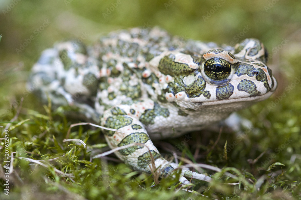 The European green toad (Bufo viridis) is a species of toad found in mainland Europe. The European green toad (Bufo viridis) is a species of toad found in mainland Europe.