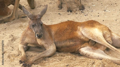 Close-up of adult red kangaroo lying on the sand and resting at the zoo, 4K