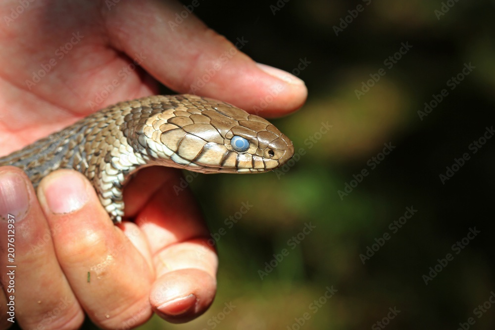 Gefangene Barren-Ringelnatter (Natrix helvetica) kurz vor der Häutung
Gefangene Barren-Ringelnatter (Natrix helvetica) kurz vor der Häutung