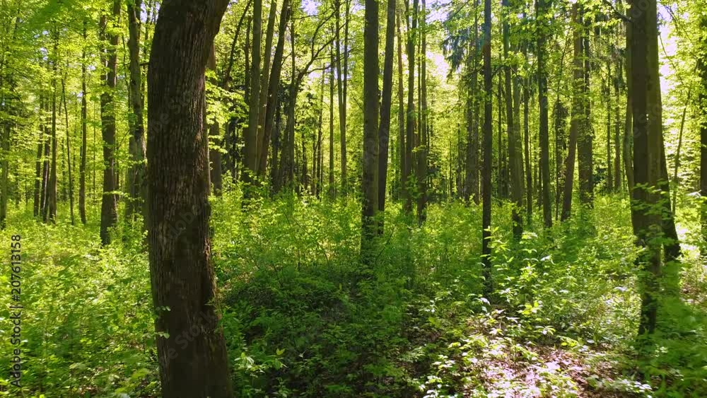 Flying between the trees in the spring forest. Flying between the trees in the spring forest.