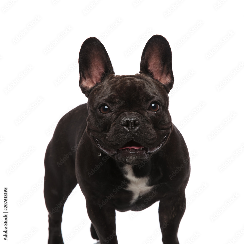 cute black french bulldog standing and panting
