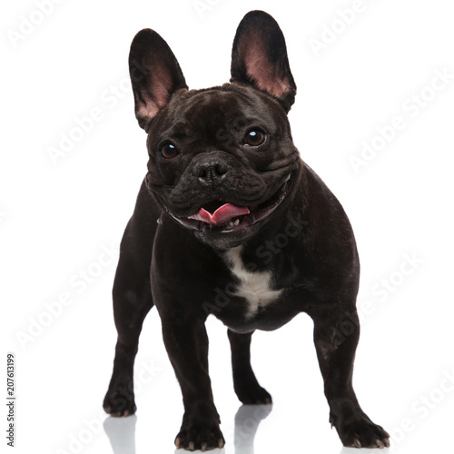 happy french bulldog looking to side while panting