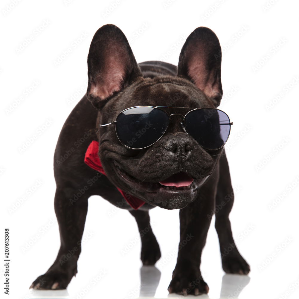 curious black french bulldog wearing sunglasses and red bowtie