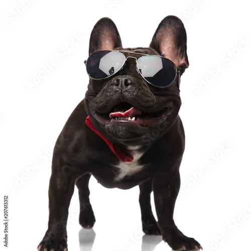 classy french bulldog with sunglasses panting and looking up