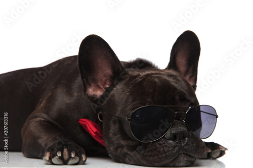 close up of gentleman french bulldog with sunglasses lying