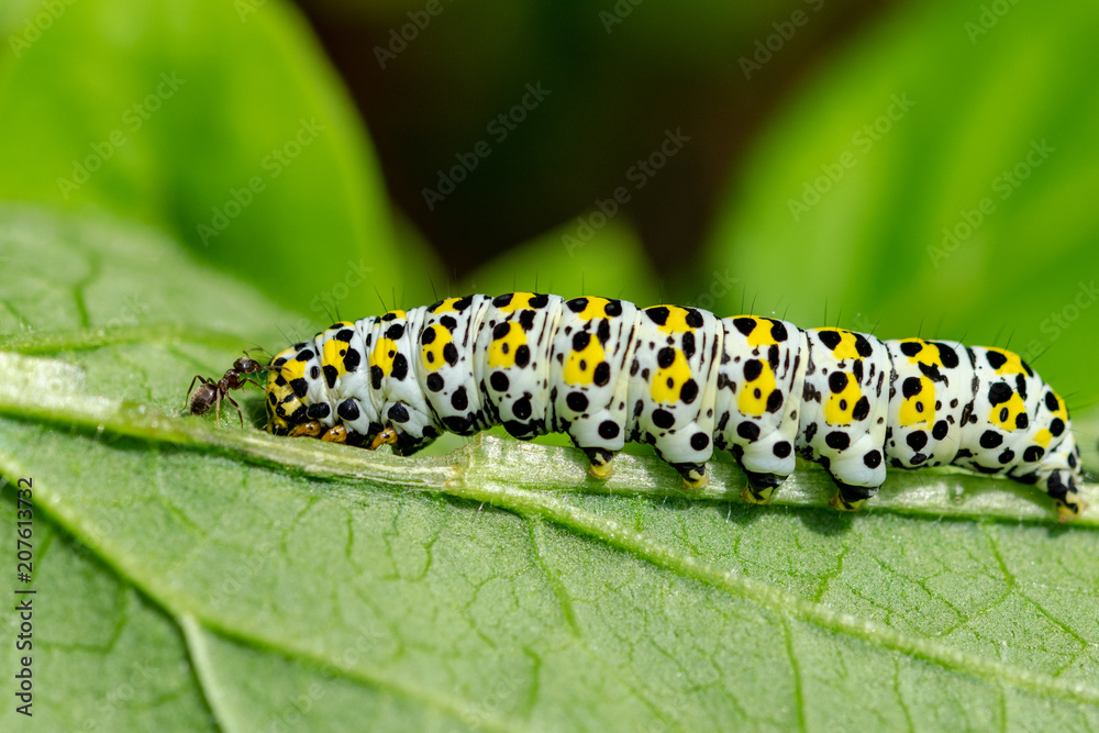 Ant investigating a mullein moth caterpillar Ant investigating a mullein moth caterpillar