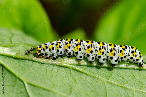 Ant investigating a mullein moth caterpillar © Anders93