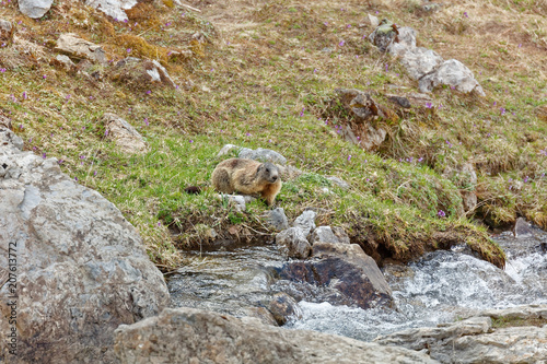 Marmots in Laguzape-Walsertal photo