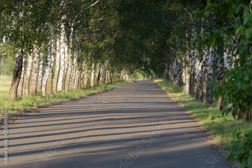 Avenue with young birch trees on summer. Summer landscape. Birch Alley. Green woods in summer. 