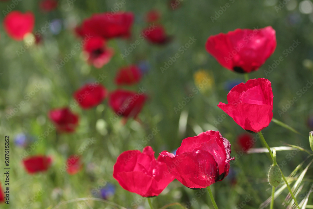 Obraz premium Red Corn Poppy Flowers