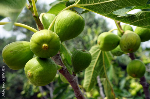 Green figs