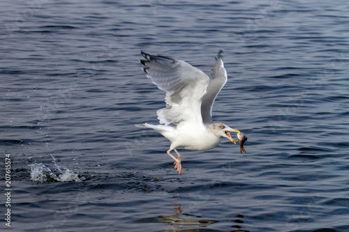 Seagull in flight with a fish in its beak.