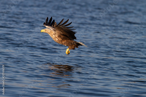 White - tailed eagle in flight.