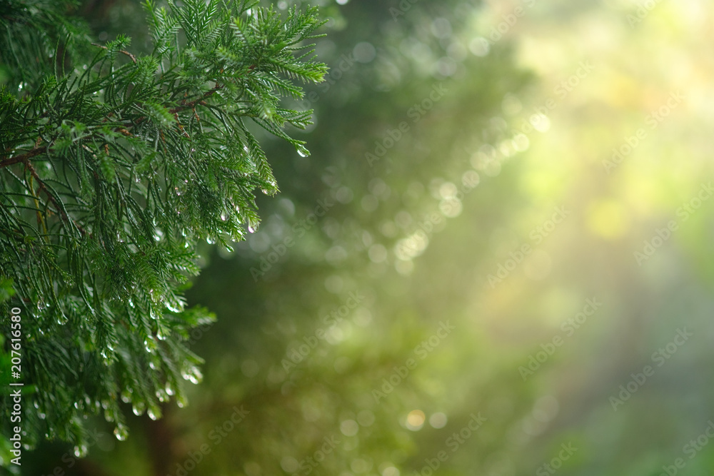 Selective focus on water drops on the leaves with Sunlight effect