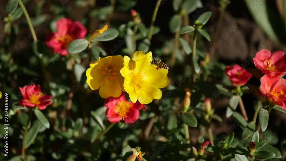 A bee pollinating a flower A bee pollinating a flower