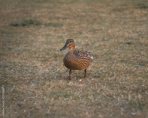 Another view of a posing little duck during sunset