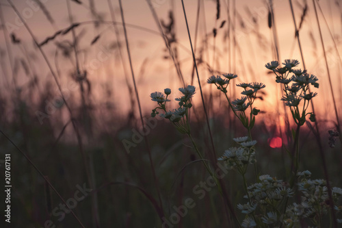 Foto Pink sunset. In the foreground of a camomile.