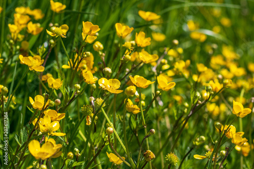 Forest buttercup on a flower meadow