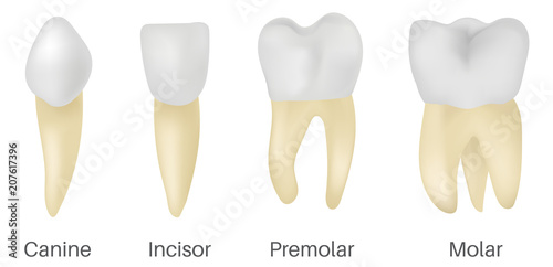 The 4 Types of Teeth photo