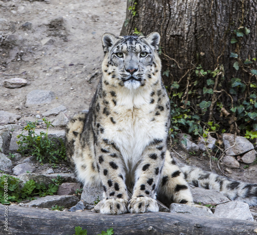 Snow leopard (Uncia uncia) fixes his prey