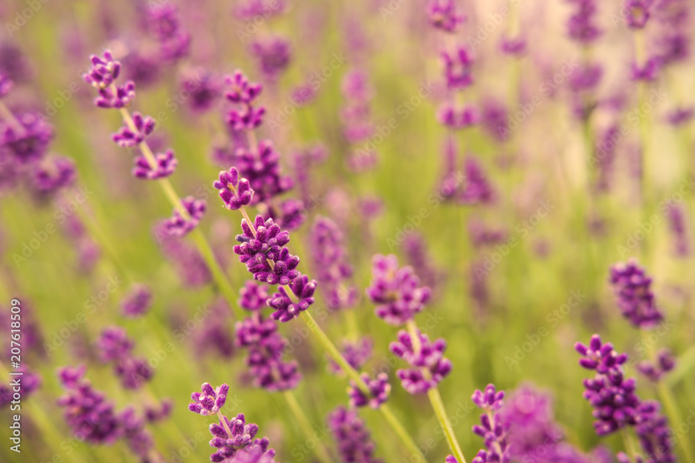 Beautiful purple lavender flower close up detail Beautiful purple lavender flower close up detail