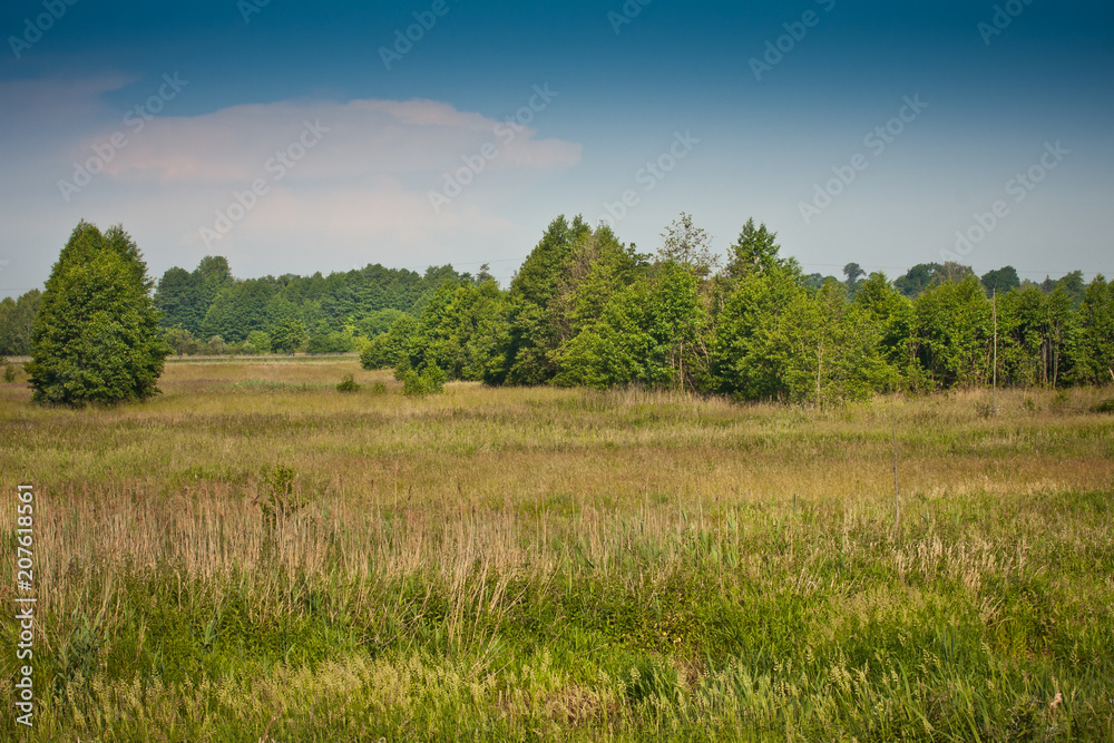 Widok na łąkę i las