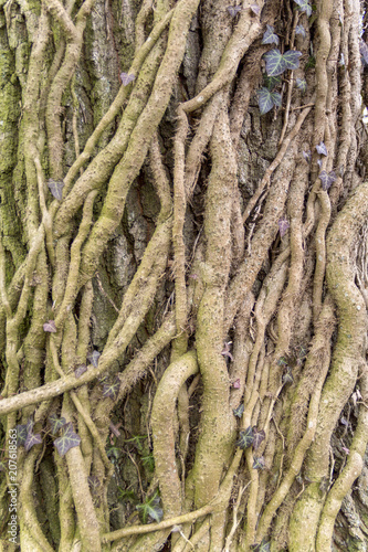 ivy rootlets