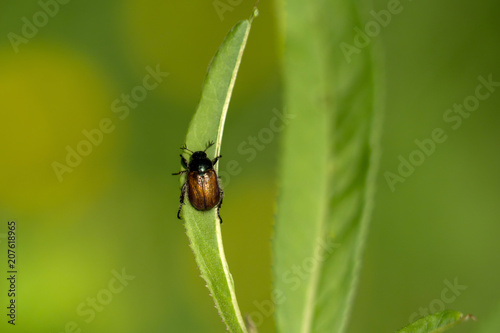 A beetle on a leaf in nature