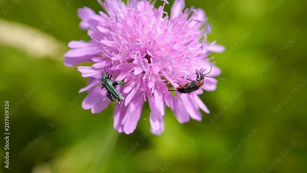 deux insectes sur une fleur deux insectes sur une fleur