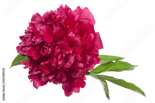 Top view of the red peony