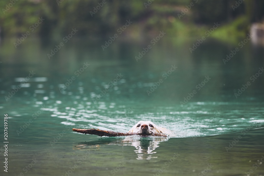 Fototapeta premium Dog in lake