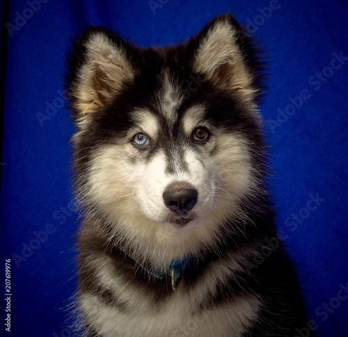 cute black siberian husky dog wooly coat puppy