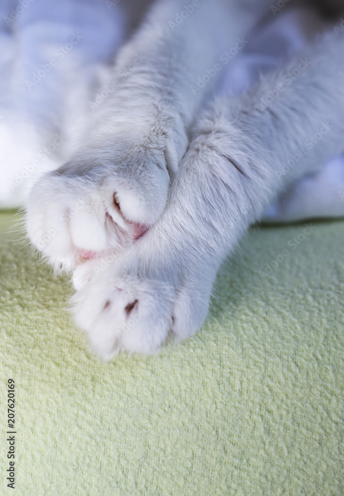cat's feet cat's feet