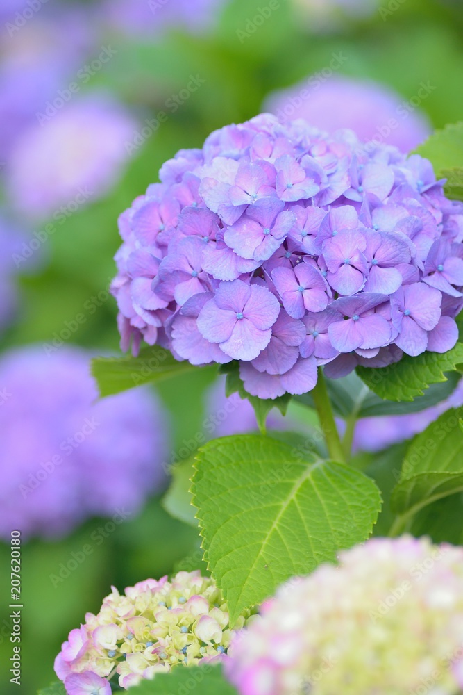 Macro details of blue hydrangea flowers in summer garden Macro details of blue hydrangea flowers in summer garden