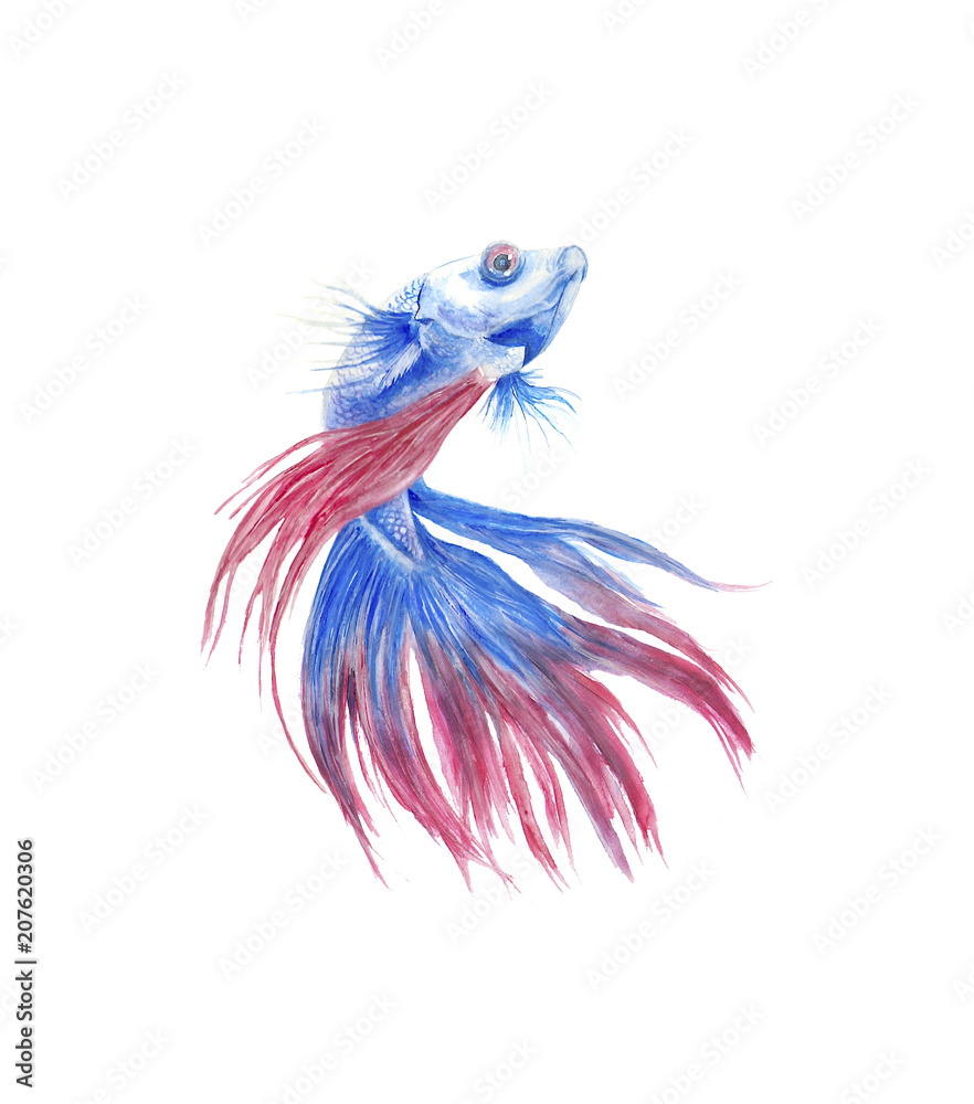 Fish Watercolor Fish Watercolor