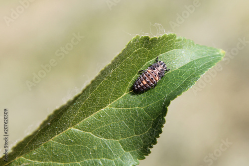 Larva of Two-spot ladybird or Adalia bipunctata on green leaf