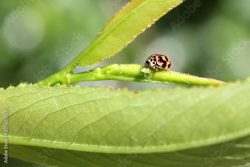 Ladybug Oenopia conglobata eats aphid