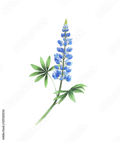 Lupine Watercolor