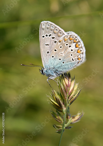 Male of Polyommatus icarus or common blue butterfly © kazakovmaksim
