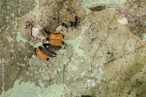 Larvae of leaf beetles from Phratora genus on green leaf of European aspen (Populus tremula) photo