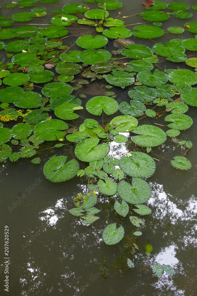 Tropical forest in penang island Malaysia Tropical forest in penang island Malaysia